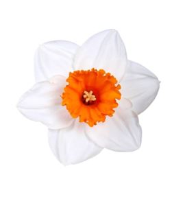 Narciso johan strauss 50 - NARJONSTR