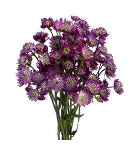 Astrantia star of desire 50 - ASTSTADES