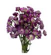 Astrantia star of desire 50 - ASTSTADES