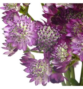 Astrantia star of desire 50 - ASTSTADES