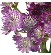 Astrantia star of desire 50 - ASTSTADES1