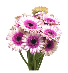 Gerb mini demi 50 - GERMDEM