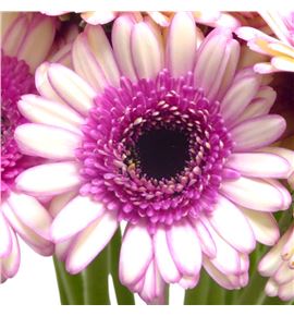 Gerb mini demi 50 - GERMDEM