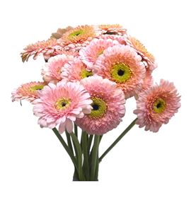 Gerb mini dottie odile 50 - GERMDOTODI