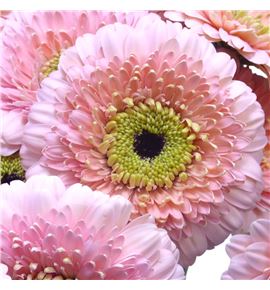 Gerb mini dottie odile 50 - GERMDOTODI