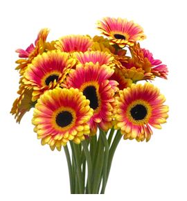 Gerb mini holy moly 50 - GERMHOLMOL