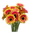 Gerb mini holy moly 50 - GERMHOLMOL