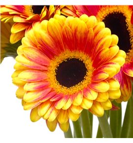 Gerb mini holy moly 50 - GERMHOLMOL