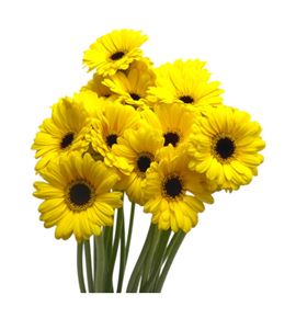 Gerb mini sunshine 50 - GERMSUNS