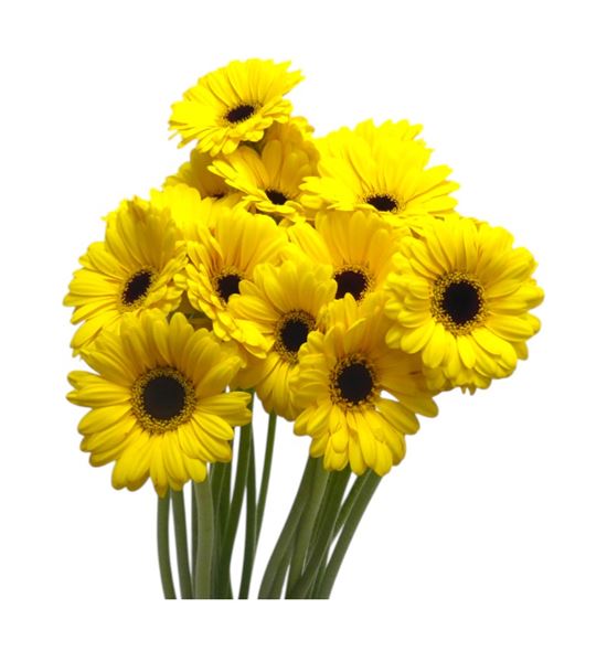 Gerb mini sunshine 50 - GERMSUNS