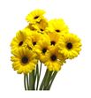 Gerb mini sunshine 50 - GERMSUNS
