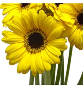 Gerb mini sunshine 50 - GERMSUNS