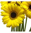 Gerb mini sunshine 50 - GERMSUNS1