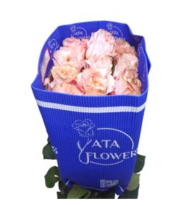 Rosa ecu princess crown 60 - REPRICRO