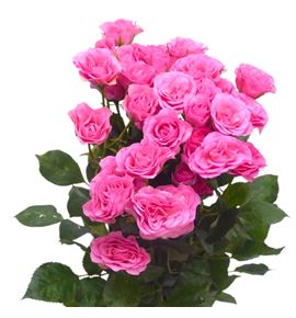 Rs ramificada baby yo-yo 50 - RTRBABYO