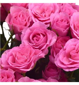 Rs ramificada baby yo-yo 50 - RTRBABYO