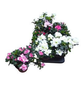 Pl. rhod. sim mixto 22cm x8 - RHOSIMMIX81322