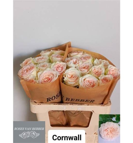 Rosa hol cornwall 60 - RGRCOR