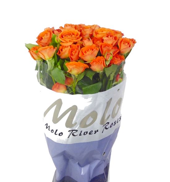 Rs ramificada ariya 70 - RTRBAB