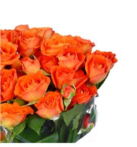 Rs ramificada ariya 70 - RTRBAB