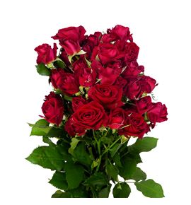 Rs ramificada dominica 80 - RTRDOM