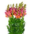 Antirrino antibes orange 75 - ANTNAR