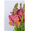 Antirrino antibes orange 75 - ANTNAR2