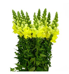 Antirrino nantes yellow 75 - ANTLEGYEL