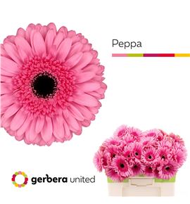 Gerbera peppa 50 x10 - GERPEPP5010