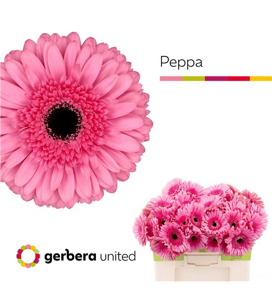 Gerbera peppa 50 x10 - GERPEPP5010