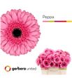 Gerbera peppa 50 x10 - GERPEPP5010