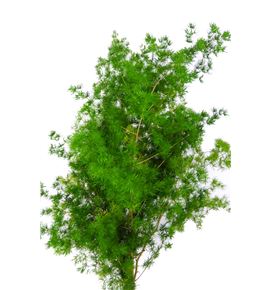 Miroclaudio 90 - MIR