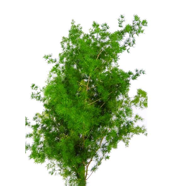 Miroclaudio 90 - MIR