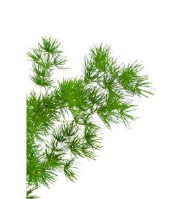 Miroclaudio 90 - MIR