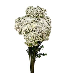 Ozoth snow white 60 - OZOSNOWHI