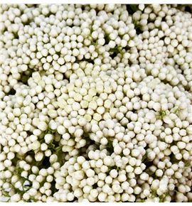 Ozoth snow white 60 - OZOSNOWHI