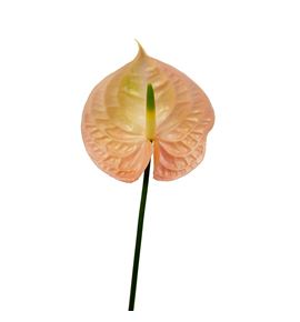 Anth evita pink x12 - ANTEVIPIN