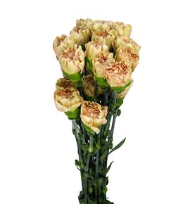 Clavel selec rosa envejecido - CLACOLROSENV