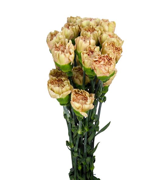 Clavel selec rosa envejecido - CLACOLROSENV