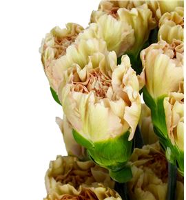 Clavel selec rosa envejecido - CLACOLROSENV