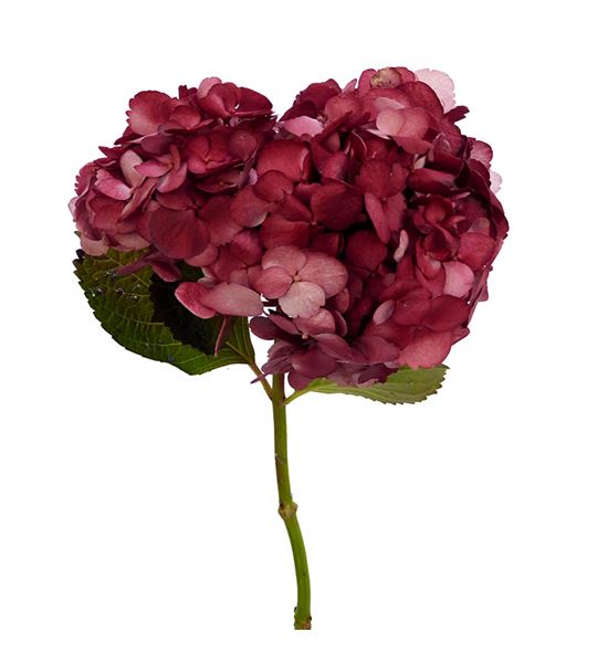 Hydr granate xl 60 - HYDSLCGRA