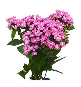 Bouvardia sweet lady 70 - BOUSWELAD