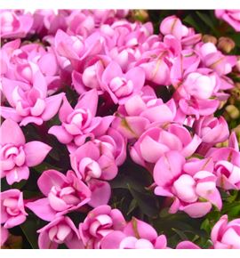 Bouvardia sweet lady 70 - BOUSWELAD