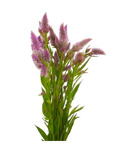 Celosia plumosa celway rose 80 - CELCELROS