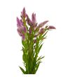 Celosia plumosa celway rose 80 - CELCELROS