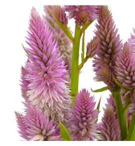 Celosia plumosa celway rose 80 - CELCELROS