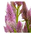 Celosia plumosa celway rose 80 - CELCELROS1