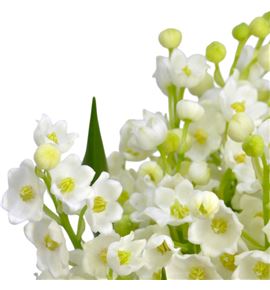 Convalleria majalis 20 - CONMAJ