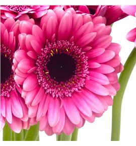 Gerb mini arabel 50 - GERMARA