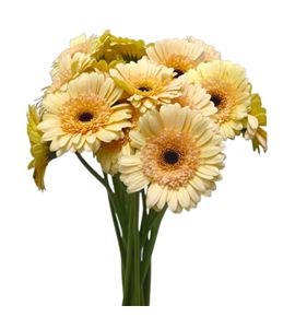 Gerb mini harvey´s 50 - GERMHARV